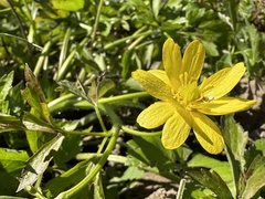 Ranunculus hispidus