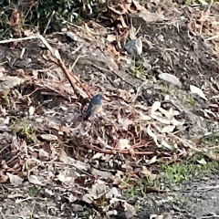 Phoenicurus frontalis