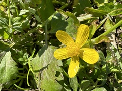 Ranunculus hispidus
