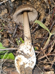 Amanita pekeoides