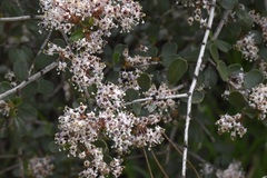 Ceanothus megacarpus megacarpus