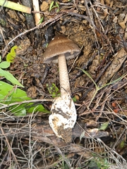 Amanita pekeoides