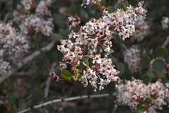 Ceanothus megacarpus megacarpus