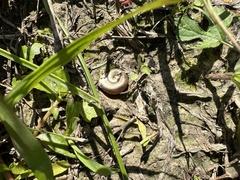 Bradybaena similaris