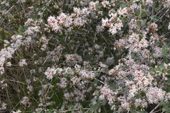 Ceanothus megacarpus megacarpus