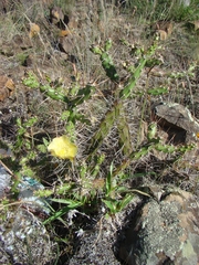 Opuntia aurantiaca