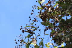 Angophora subvelutina