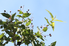 Angophora subvelutina