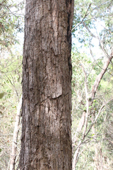 Angophora subvelutina
