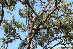 Angophora subvelutina