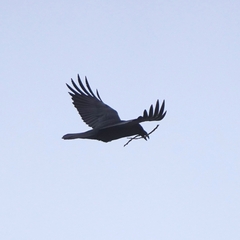 Corvus corax