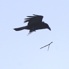 Corvus corax