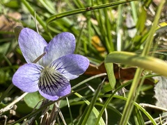 Viola missouriensis