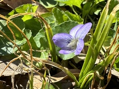 Viola missouriensis