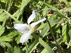 Viola missouriensis