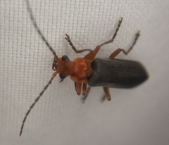 Podabrus conspiratus