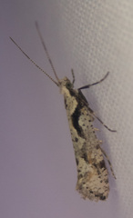 Rhigognostis interrupta