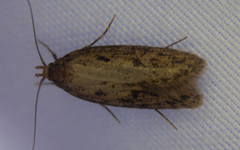 Hofmannophila pseudospretella