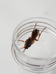 Ichneumon lotatorius
