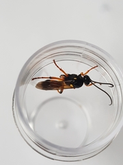 Ichneumon lotatorius