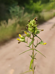 Rhinanthus serotinus