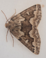 Caripeta divisata