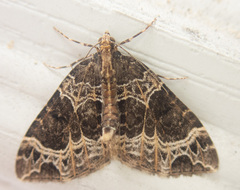 Ecliptopera silaceata