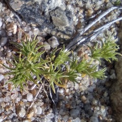 Loeflingia squarrosa