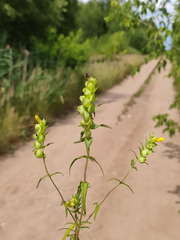 Rhinanthus serotinus