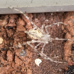 Cryptachaea gigantipes