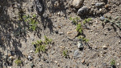 Loeflingia squarrosa