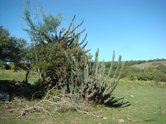 Cereus hildmannianus