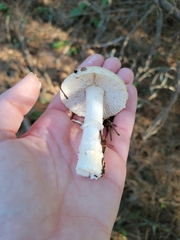 Amanita ocreata