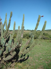 Cereus hildmannianus
