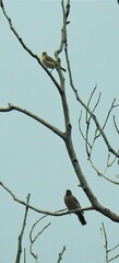 Myzomela obscura