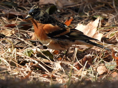 Fringilla montifringilla
