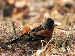 Fringilla montifringilla