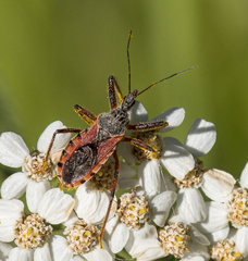 Rhynocoris ventralis
