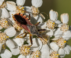 Rhynocoris ventralis