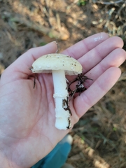 Amanita ocreata