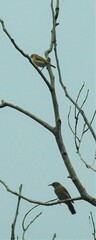 Myzomela obscura