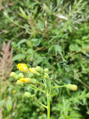 Sonchus arvensis uliginosus