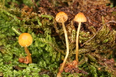 Galerina calyptrata
