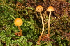 Galerina calyptrata