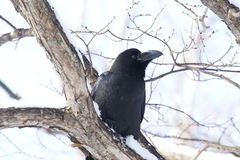 Corvus macrorhynchos