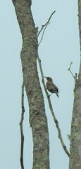 Myzomela obscura