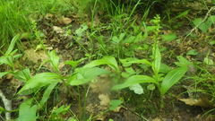 Platanthera flava herbiola