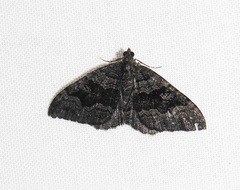 Xanthorhoe anthracinata