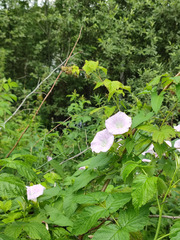 Calystegia sepium spectabilis