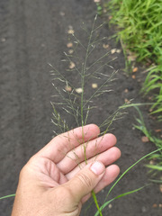 Eragrostis albensis